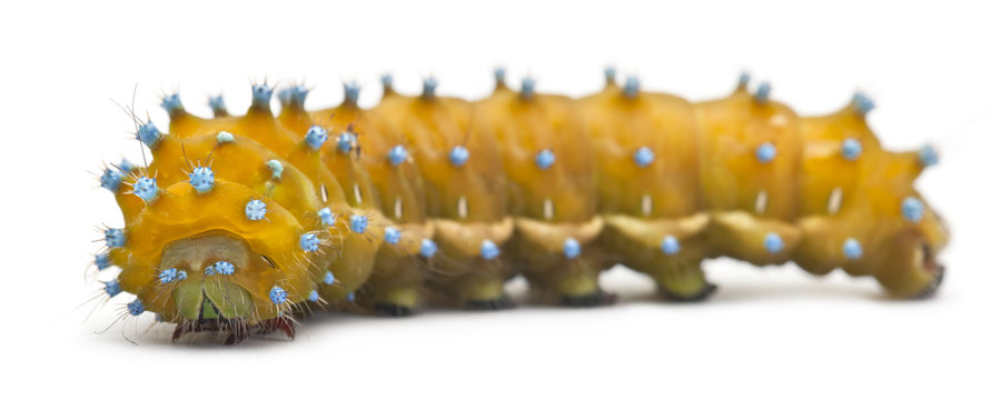 Caterpillar of the Giant Peacock Moth, Saturnia pyri