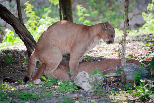 Pumas at sex -  in wildlife park of Jucatan in Mexico