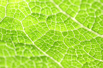 Macro of green leaf