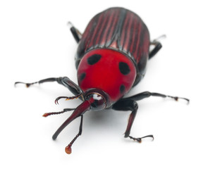 Female Red palm weevil, Rhynchophorus ferrugineus, 3 weeks old