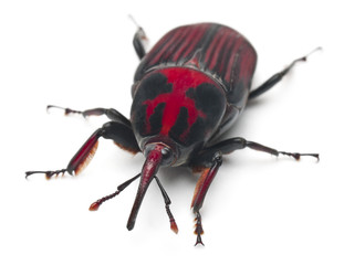 Male Red palm weevil, Rhynchophorus ferrugineus, 3 weeks old