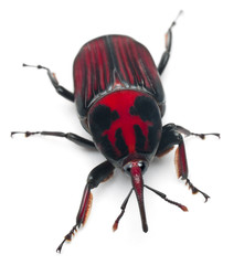 Male Red palm weevil, Rhynchophorus ferrugineus, 3 weeks old