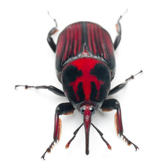 Male Red palm weevil, Rhynchophorus ferrugineus, 3 weeks old