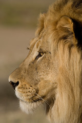 Close-up of a male lion face