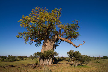 Een enorme baobabboom