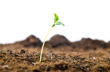 Green seedlings in new life concept