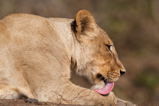Cleaning lioness
