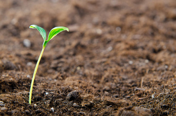 Green seedlings in new life concept