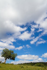 Fototapeta na wymiar A tree with a cloudy back ground and blue skies