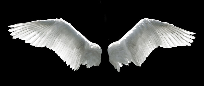 Angel wings isolated on the black background