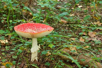 red flyagaric mushroom