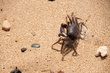 Lonely crab