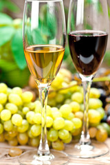 wine sampling