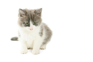 Fototapeta na wymiar Grey and white kitten