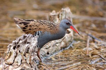 Porciglione (Rallus acquaticus) nel suo habitat