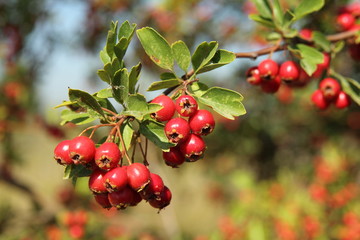 Obraz premium Majuelo. Crataegus monogyna.