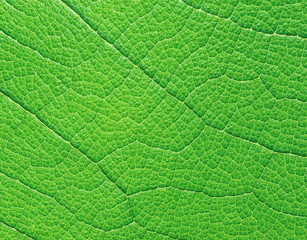 Extreme macro of green leaf with veins like a tree