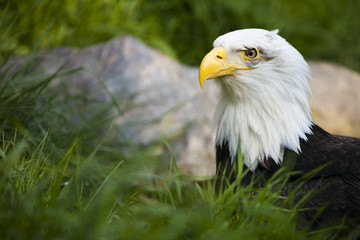 Bald Eagle