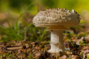 amanite citrine (Amanita citrina)