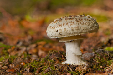 amanite citrine (Amanita citrina)