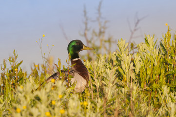 Obraz premium Canard colvert sur les berges de l'étang