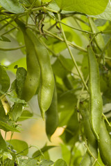 Drops leaves vegetables beans
