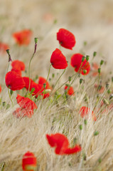 Obraz premium Coquelicots (Papaver rhoeas)dans un champ de céréales (blé /