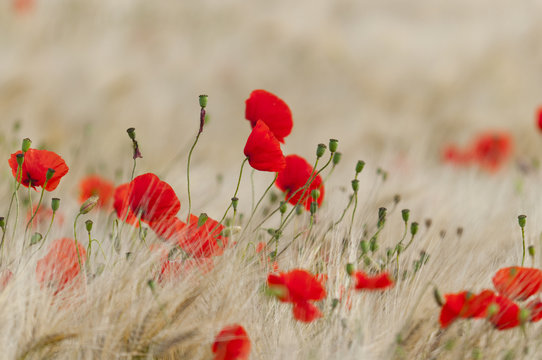 Coquelicots (Papaver rhoeas)dans un champ de c&eacute;r&eacute;ales (bl&eacute; /