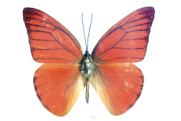 Fototapeta na wymiar bright orange butterfly