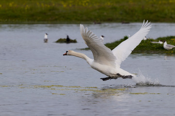 Fototapeta na wymiar Latający Swan (Cygnus olor)