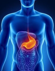 Male stomach - human digestive system - obrazy, fototapety, plakaty
