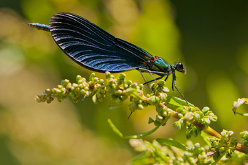 Demoiselle Calopteryx vierge (Calopteryx virgo) - mâle