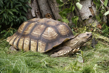 Spornschildkröte