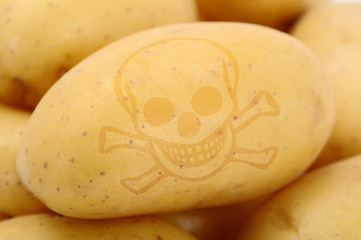 Genkartoffel "tödlich"