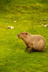 Capybara