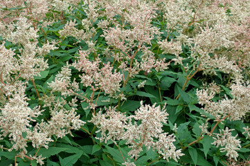 Alpenknöterich - Persicaria alpina