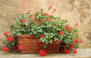 red geranium in terracotta  box