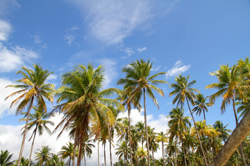 Fototapeta na wymiar Palmen in Bahia
