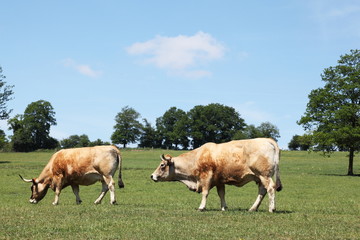 Aubrac Beef Cattle Cows Grazing Profile