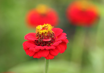 Rote Zinnien