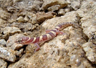Texas Banded Gecko, Coleonyx brevis