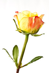 Obraz premium yellow roses