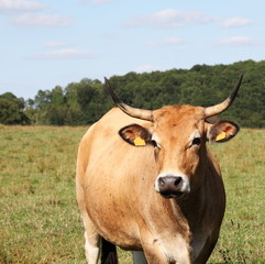 Gentle Parthenais Cow Evening Light