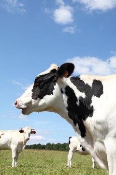 Holstein Dairy Cow Head Portrait