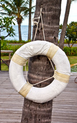 a lifebuoy hanging on a coconut tree
