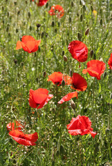 Wiese mit wildem Mohn - Hochformat