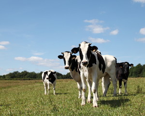Fototapeta na wymiar Black And White Jałówki krów mlecznych