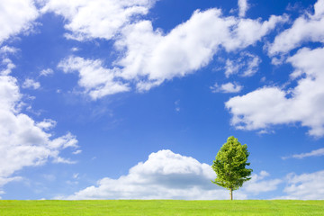 草原と青空と木