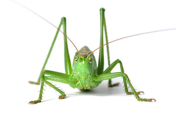 Grasshopper