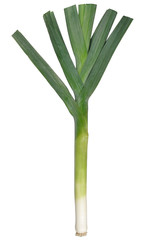 Leek